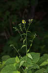 Common nipplewort